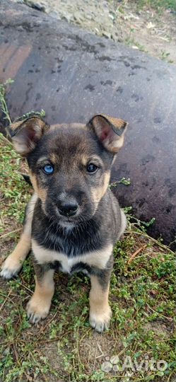 Собаки щенки