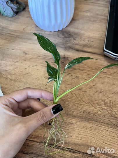 Комнатные растения