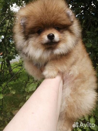 Померанский шпиц большой выбор щенков