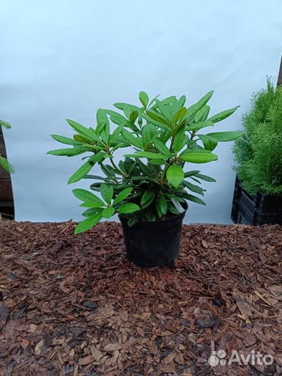 Рододендроны и азалии