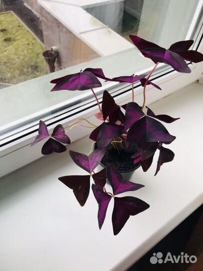 Кислица чудная