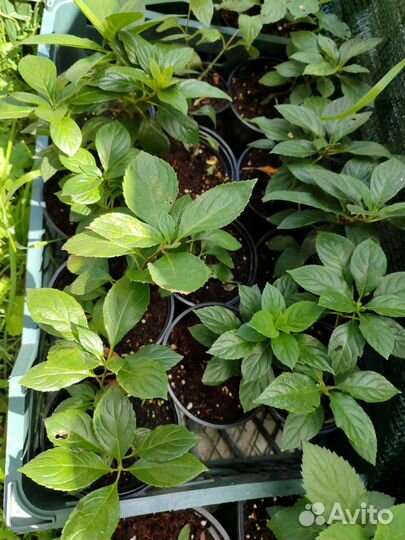 Гортензии метельчатые более 40 сорто