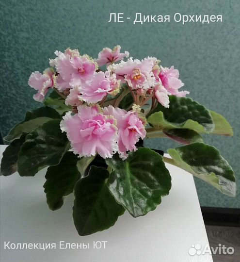 Сортовые фиалки свежесрезанный лист