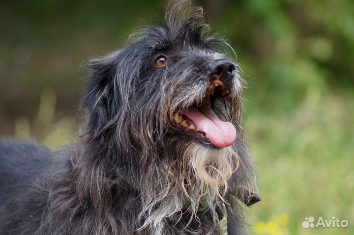 Миниатюрный терьер Граф бородатик в добрые руки