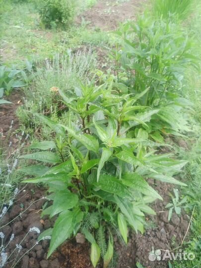 Эхинацея саженцы