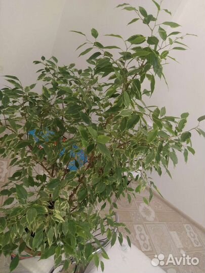 Фикус Бенджамина