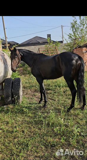 Карачаевский жеребец