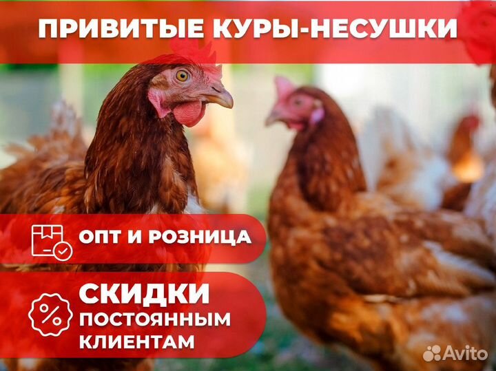 Куры несушки Белые