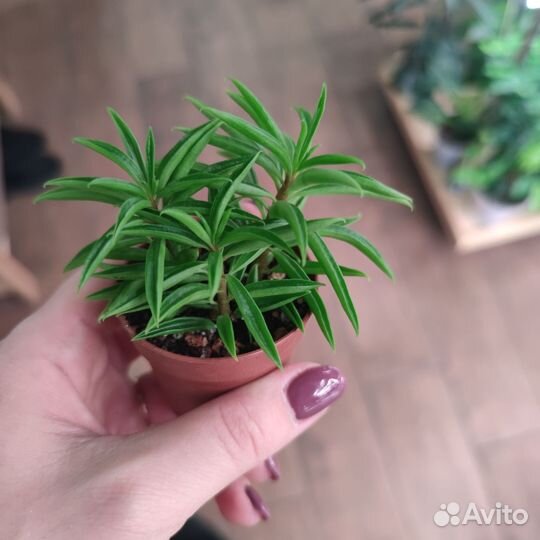Пеперомия Хэппи Бин