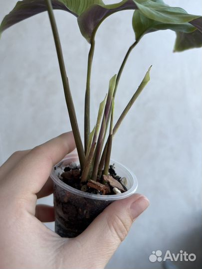 Калатея еллоу fusion