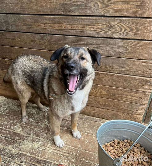 Мира спасите собаку из приюта