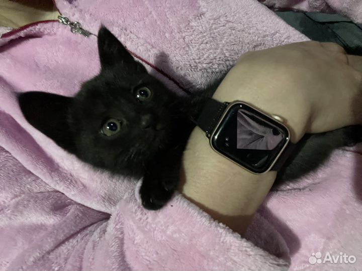 Черный котенок в добрые руки
