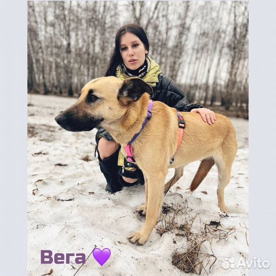 Собака в добрые руки