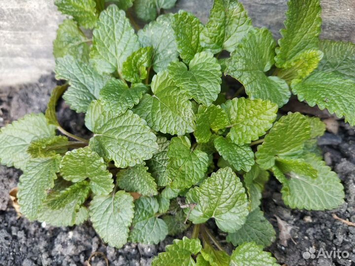 Мята и мелисса