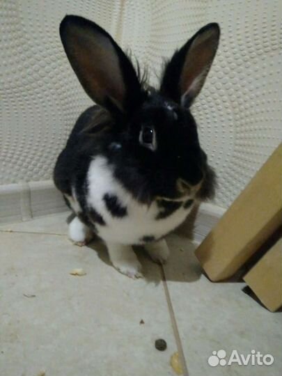 Передержка грызунов