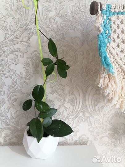 Хойя карноза