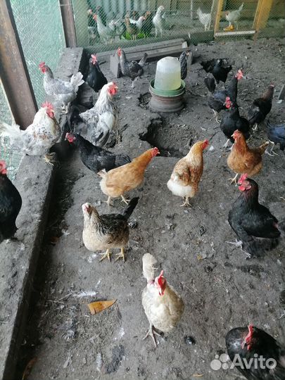 Куры и молодки