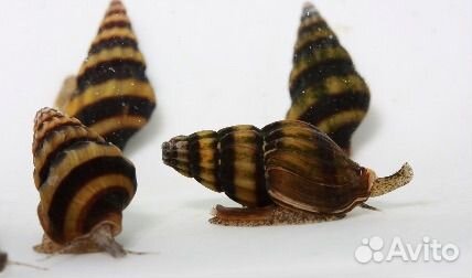 Улитка Хелена