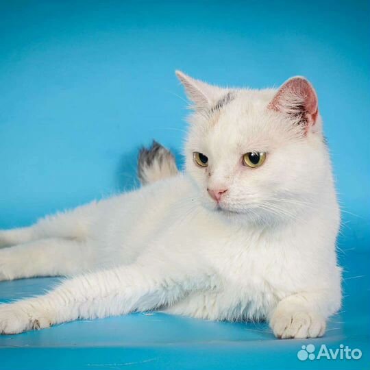 Кошка Сицилия (2 года)