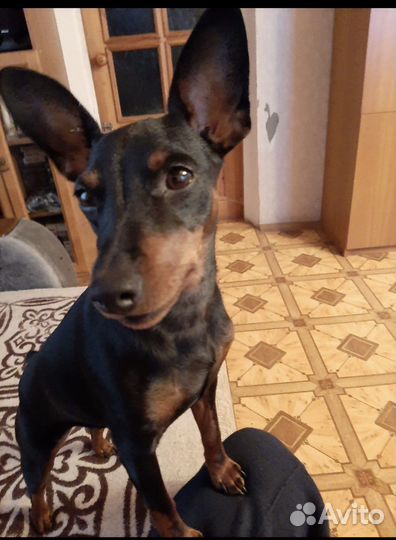 Цвергпинчер