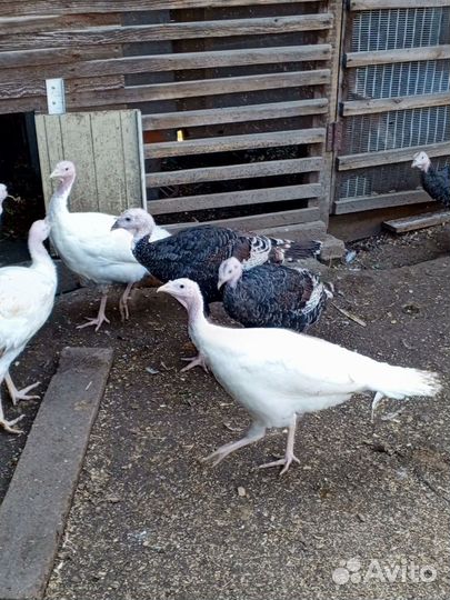Индюшата подрощенные