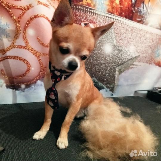 Груминг. Читайте отзывы) Стрижка собак и кошек