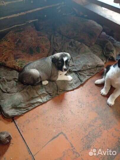 Продам щенков сао.д.р 24.01.2025