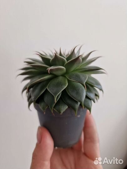 Граптоверия сильвер стар