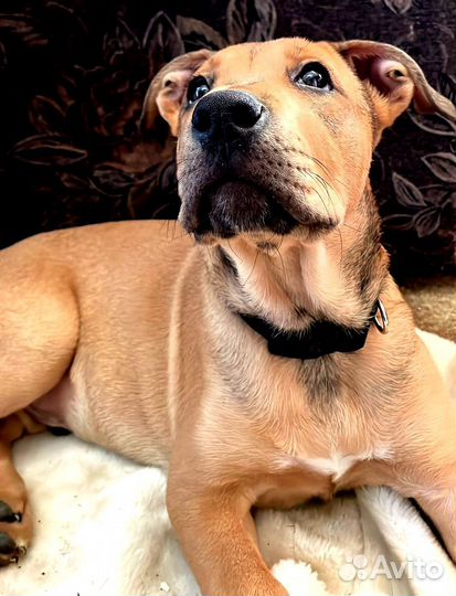 Метис лабрадора