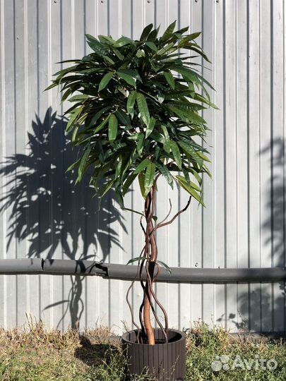 Манго интерьерный