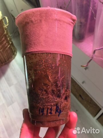 Муха Дрозофила Меланогастер