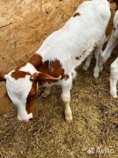 Телята с доставкой до двора за наш счёт