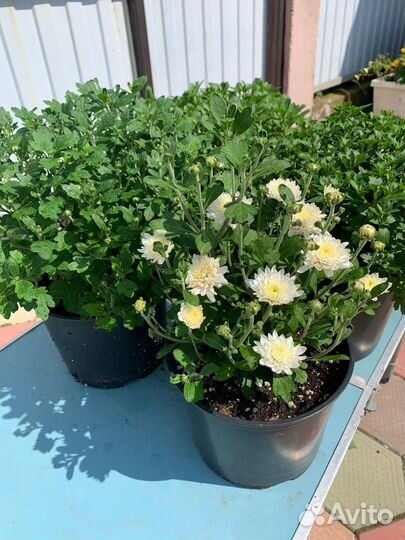 Хризантема