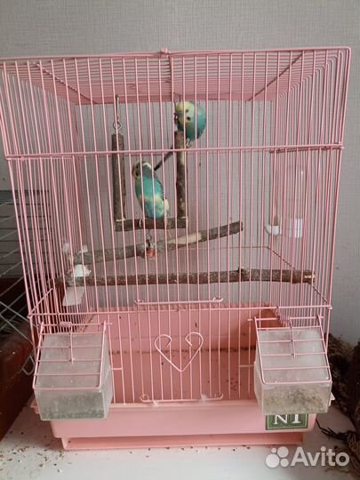 Волнистый попугай с клеткой