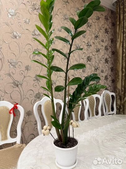 Замиокулькас долларовое дерево