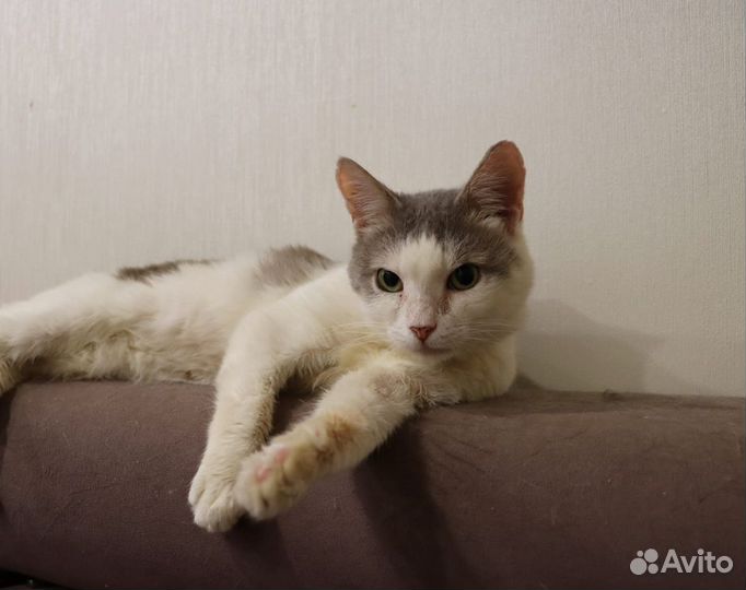 Ищем дом для обоятельно кота