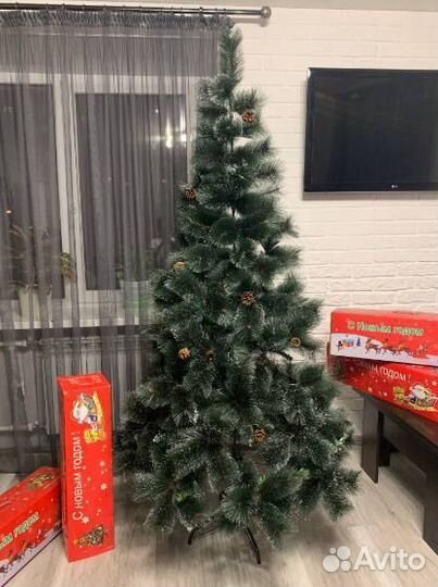 Сосна пушистая