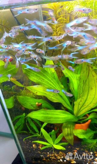 Аквариумные растения. Креветки вишня, гуппи