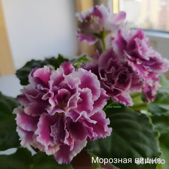 Сортовые фиалки