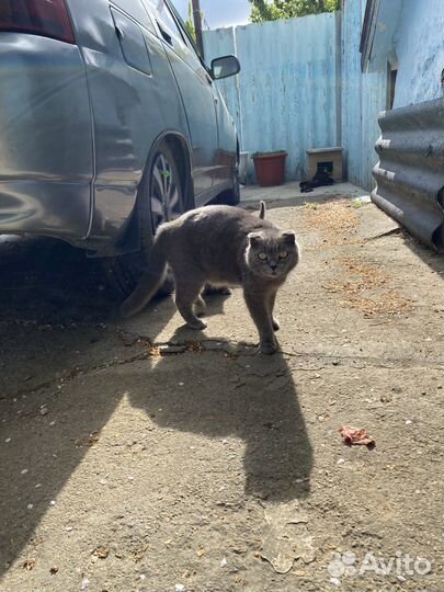 Котята отдам бесплатно