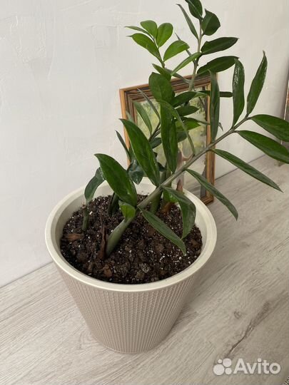Замиокулькас большой горшок