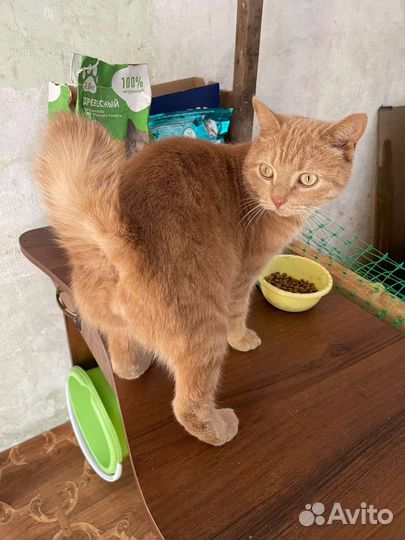 Котик ищет семью