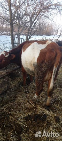 Корова дойная