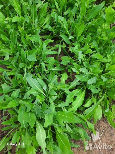 Мята и усма свежая