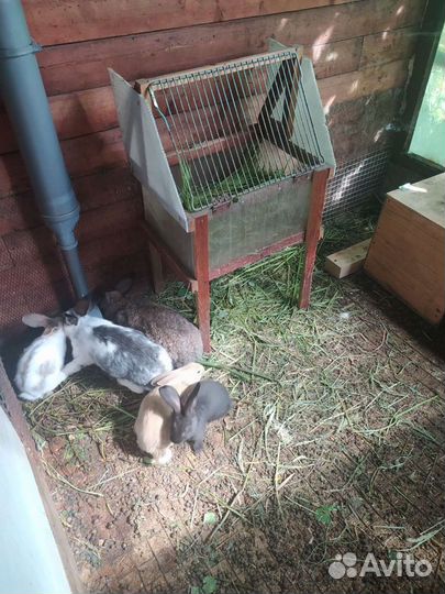 Загон для кроликов Б/У