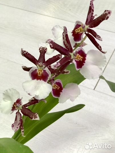 Орхидея камбрия