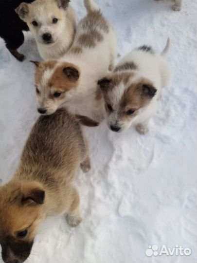 Щенки в хорошие руки