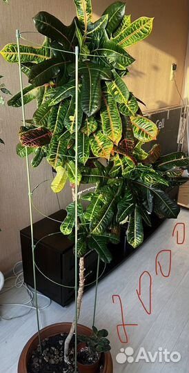 Кротон, мандарин, фикус бенджамина