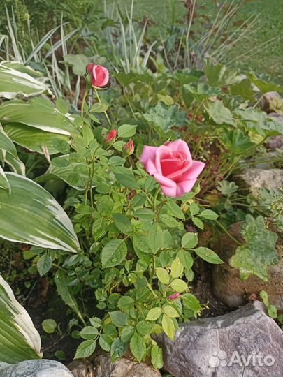 Ветровка для Юлии