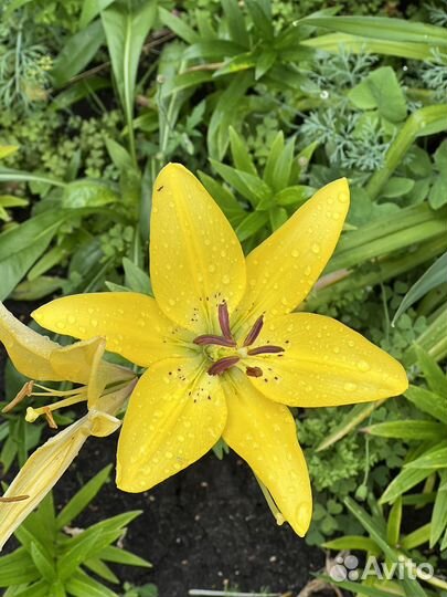 Роза, лилии, гортензии, пионы